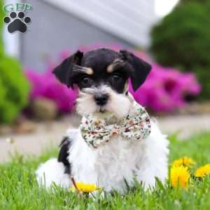 Millie, Miniature Schnauzer Puppy